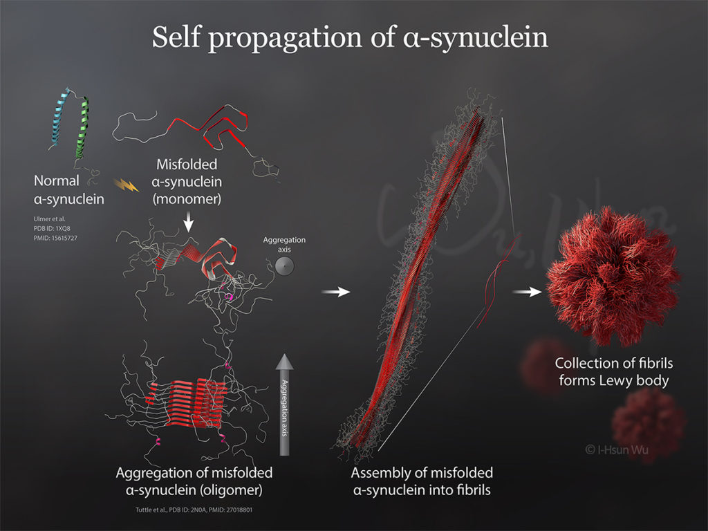 Self Propagation Of Alpha Synuclein I Hsun Wu Biomedical Visualization